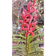 Orkid Mokara Hidup merah red