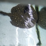 ikan pari motoro jantan