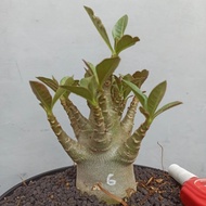 tanaman hias adenium arabicum adenium karakter bonsai BFNKxGmk