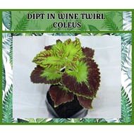 dipt in wine twirl rooted live coleus mother plant