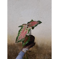 Thai caladium @pokok keladi hiasan pink n Hijau menawan (thai beauty)