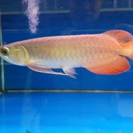 ikan arwana super red size 12-15 cm