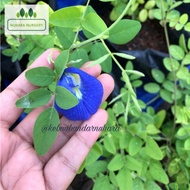 Benih pokok bunga telang biru Blue butterfly pea seeds clitoria ternatea