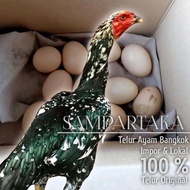 ayam laga telur fertil dari induk biang betina asli pakhoy shamo lokal