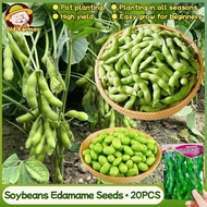 Fresh Edamame Seeds Soybeans Seeds 20pcs Japanese Edamame Beans Vegetable Seeds for Gardening Potted