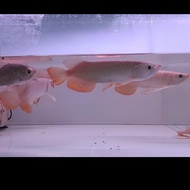 arwana golden red 20 22cm