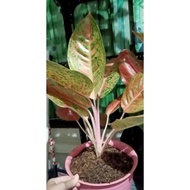 Aglonema Big Roy Dewasa 4-5 daun jumbo / aglonema lulaiwan murah