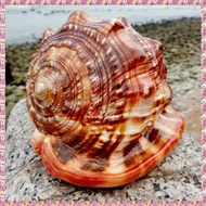 (RZUF) Natural Mouth Helmet Conch Shell Coral Sea Snail Fish Tank Adorn Ornament 1Pcs