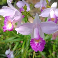Pokok Orkid Hutan / Bamboo Orchid / Orkid Tanah dalam polybag ( purple-putih)