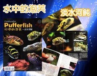 蝦兵蟹將【魚雜誌】TMBIO 水中的泡芙 ~淡水河魨【一本】工具書 娃娃 河豚 狗頭 介紹