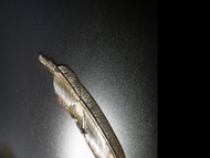 First Arrow's 上銀羽毛 Fa Take5  Take 5