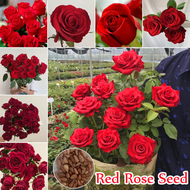 [ Local Seller ] Good Quality Red Rose Seeds for Planting (200pcs/pack) Beauty Flower Seeds Benih Bunga Benih Pokok Bunga Indoor Hanging Four Seasons Novice Easy To Live Potted Flower Plants for Sale Seeds for Planting Easy To Germination Fast Grow