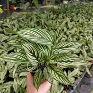 TKL - Calathea Vittata White Line Indoor Plant Live Plant 青纹竹芋