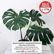 ต้นมอนสเตอร่า มอนสเตอร่าไจแอนท์ (Monstera Deliciosa) พร้อมกระถาง 10 นิ้ว ความสูง 80 ซม ไม้ฟอกอากาศ ใบใหญ่เขียวเข้ม จำนวน 3 ใบ