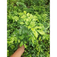 KAMUNING FLOWERING PLANT