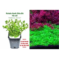 Rotala Green Beef Ha Coi (20 tops)