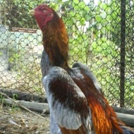 telur fertil ayam full brakot pakhoy