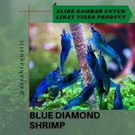 PUNg. 50 Ekor Blue Diamond Shrimp - Udang Hias Aquascape / udang biru /udang hias/ udang mini