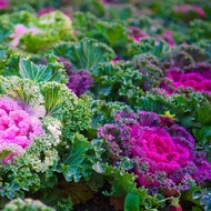30 เมล็ด คะน้าปูเล่ คะน้าประดับ ผักสวยงาม กินได้ Ornamental Cabbage Seeds