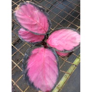 ❈▦Calathea crimson for luzon &amp; visayas only