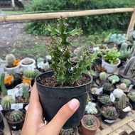 Cactus Euphorbia Wakefieldi