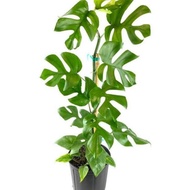 Ornamental plant Monstera tetrasperma mini monstera