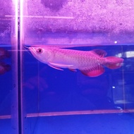 arwana golden red UK 25,28 cm