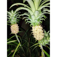 Nenas batu untuk rawatan tradisional batu karang,di gunakan sebagai rawatan untuk penyakit batu kara