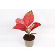 Aglaonema Red (Wholesale Flower) - Live Plant