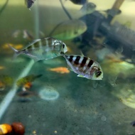 Giant Travelly - ikan predator - brackish fish - baby size 3 - 4 cm