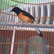Murai Batu Betina Siapan Fighter