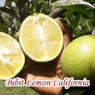 bibit tanaman buah jeruk lemon california