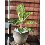 PROMO!! AGLAONEMA BUTTERFLY