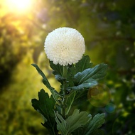 Fresh Flower from Cameron Highland - Ping Pong Chrysanthemum x 12 stems (Delivery within Klang Valle