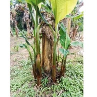 ANAK BENIH POKOK PISANG TANDUK KING.