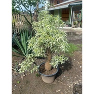 Baobab Adansonia varigated tree nice trunk can train as bonsai and landscaping