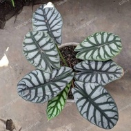 alocasia dragon silver