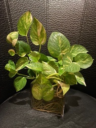 黃金葛水培盆栽