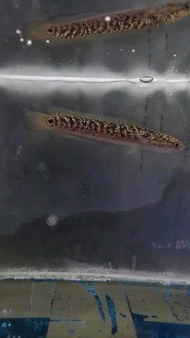 cana ASIATICA rsp hiasan aquarium