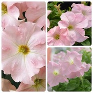 種子→大花矮牽牛夢幻蘋果花 8粒