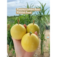 Buy 3kg@RM60 or RM20/kg Panama Golden Passion Fruit Fresh Fruit Buah Markisa Segar 鲜果-巴拿马黄金玫瑰百香果