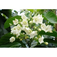 JD📌 Kesidang | Real Plant Fragrant White flower | Pokok Bunga Putih Wangi | Menjalar | Ready Stock | JDNursery