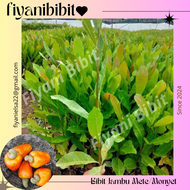 Bibit Jambu Mete/Jambu Monyet cepat berbuah kualitas unggul bibit jambu mente bibit jambu monyet  bi