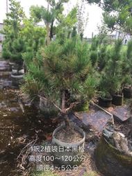 【盛宏園藝】三河黑松︱1呎2植袋黑松盆栽︱高度100~120公分(請自取)