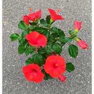 ZH GOLDEN PETALS - DENMARK HIBISCUS / BUNGA RAYA DENMARK