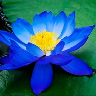 2 เมล็ด เมล็ดบัว สีน้ำเงิน ดอกใหญ่ นำเข้า บัวนอก สายพันธุ์ของแท้ 100% เมล็ดบัว ดอกบัว ปลูกบัว เม็ดบัว ปลูกในโหลแก้วได้ อัตรางอก 85-90% Lotus seeds