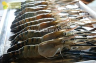 Udang Galah Segar Fresh Udang Galah Jumbo Udang Gala 1Kg - Gratis Ongkir