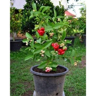 pokok benih jambu bertih merah hybrid