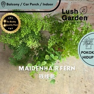 Maidenhair Fern / Adiantum 铁线蕨 Anak Pokok Hiasan Dalam Rumah Hidup Indoor Daun Hiasan Indoor Plant L