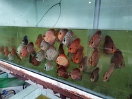 Mixed Discus Fish 1" - 2" - aquarium fish / live fish